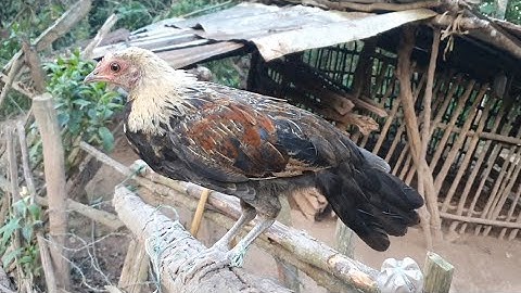 los saib me nyuav  qaib f3