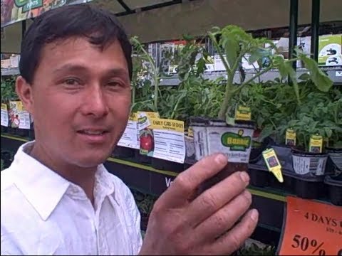 vegetable starts for 49 cents this weekend only at home depot youtube