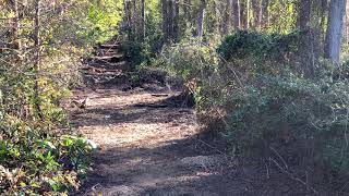 Hyde County Black bear hunt.