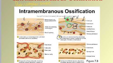 Skeletal System part 2