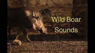 Wild Boar Sounds | Wild Boar Video screenshot 2