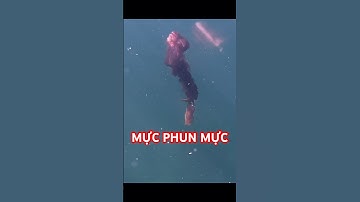 Cảnh Mực ăn mồi dưới nước  #squid #squidfishing #muc #australia #xuhuong #trend