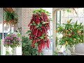 13 Amazing Indoor Flowering Plants for Hanging Baskets