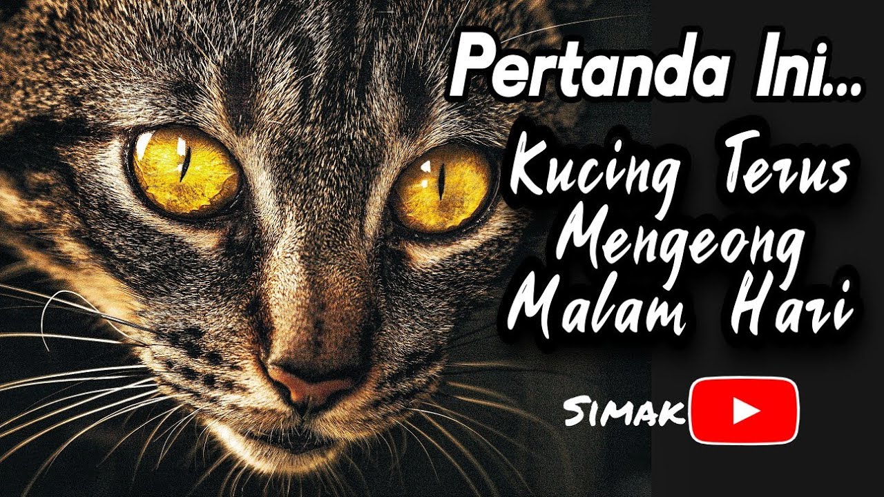 PERTANDA INIKUCING TERUS MENGEONG MALAM HARI