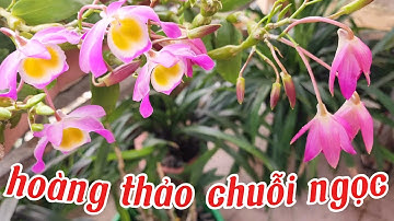 Hoàng thảo chuỗi ngọc khoe sắc rực rỡ, lan chuỗi ngọc cách trồng và chăm sóc | vườn lan nhỏ