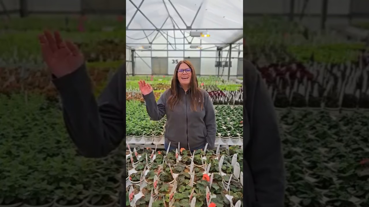 🌸 Supertunia® – The Best Petunia. PERIOD.