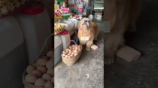 Golden Retriever Trade Time #shorts #dogs