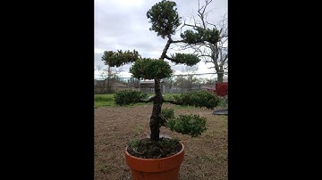 Bonsai Basics: Starting with a San Jose Juniper part 2