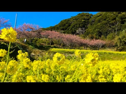 早咲き桜 抱湖園 元朝桜 と菜の花畑 千葉県南房総市和田町花園 17年1月25日 Youtube
