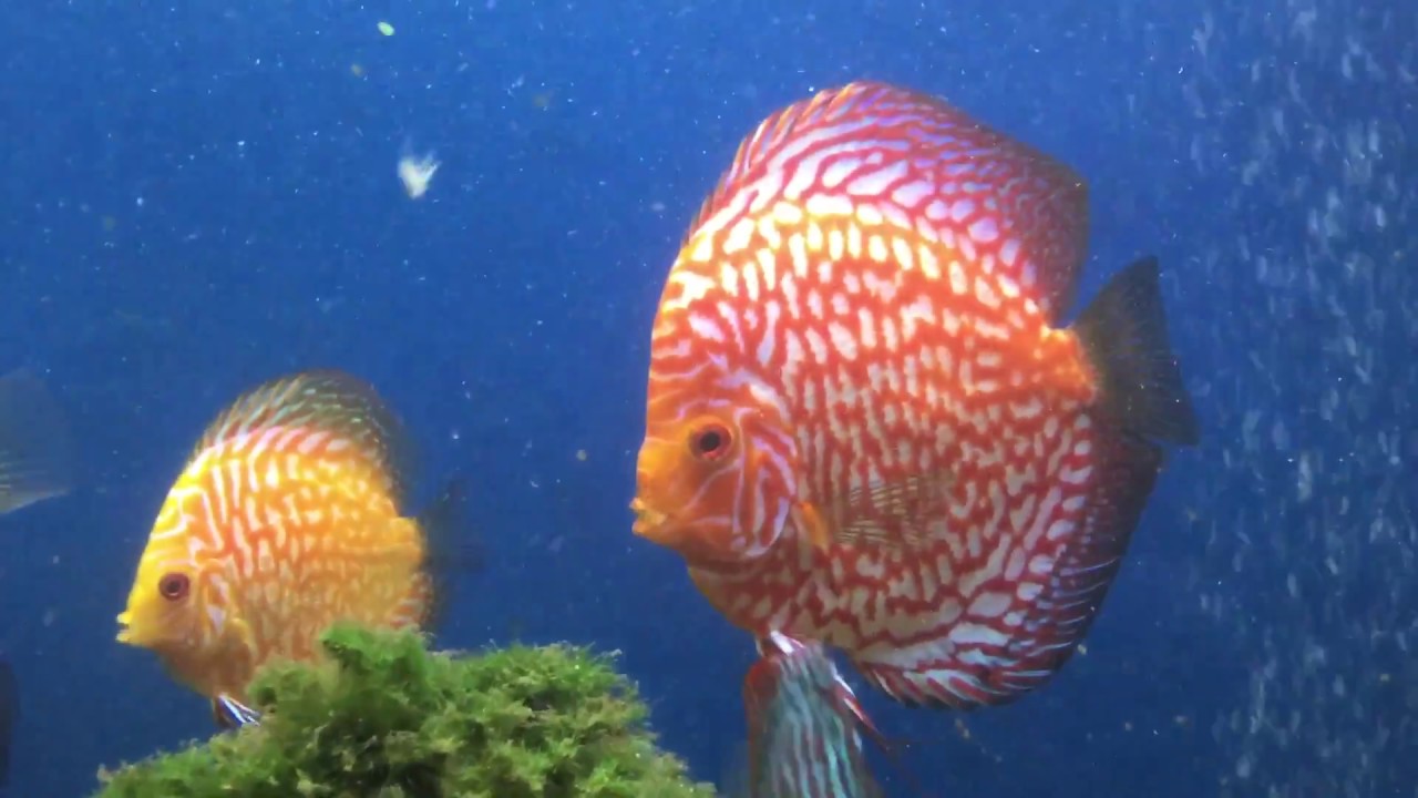 camera iphone 8 plus apk Cheshire oaks discus. Discus fish sales