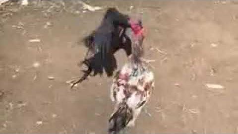 Qaib sib tog lom zem heev li