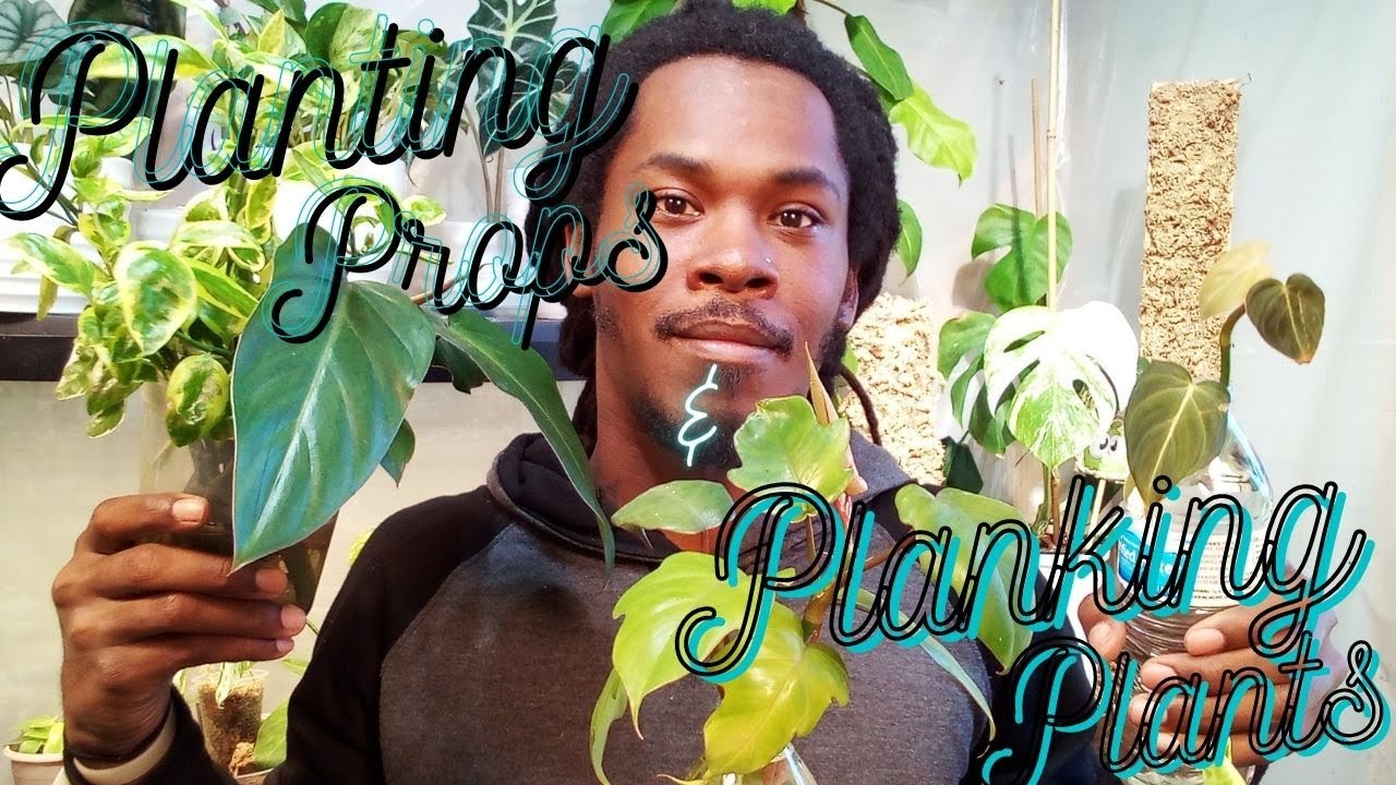 Potting Up Props & Planking Plants Out Of Prop Tank!!! YouTube