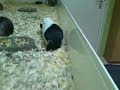 cavia met apart loopje