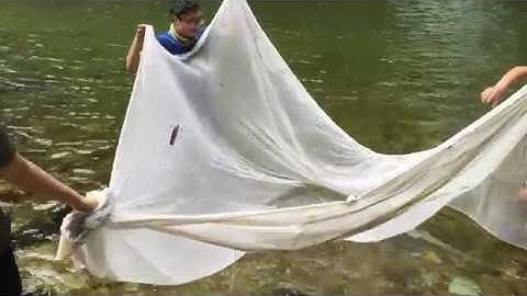 Bắt cá bống suối bằng màn tuyn - P2