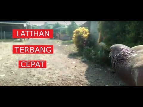 Video: Mengapa Burung Merpati Terbang Ke Balkoni
