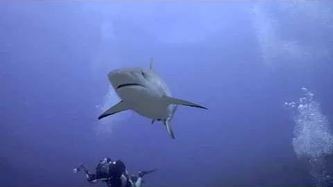 Spanish Project Tiburones