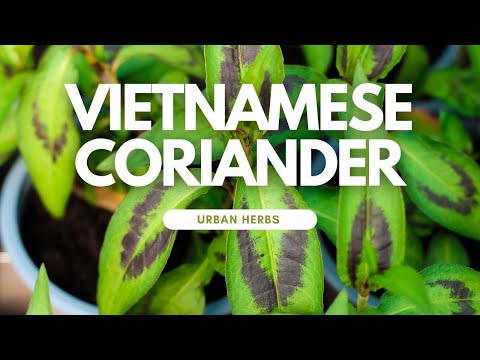 Vídeo: Coentro Vietnamita Vs. Cilantro - Dicas sobre como cultivar coentro vietnamita em jardins