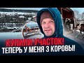 Купил участок! Теперь у меня 3 коровы! Как правильно защитить дом от мышей!