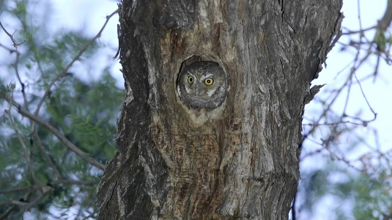 Elf Owl (Micrathene whitneyi) pair 