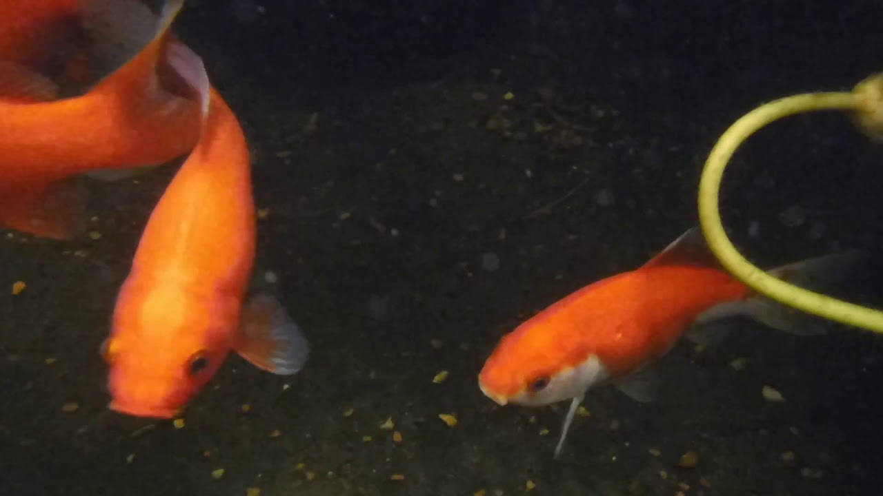 Pond goldfish and some babies YouTube