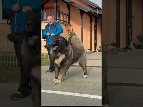 He turns into a machine if he has to. But usually he is just a cuddly lapdog🐩#dog #bigdogs #jozodogs