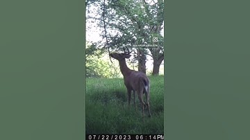 MOCK SCRAPE-I grabbed this vine & took it home with me.Drilled hole at the top, ziptied it to a tree