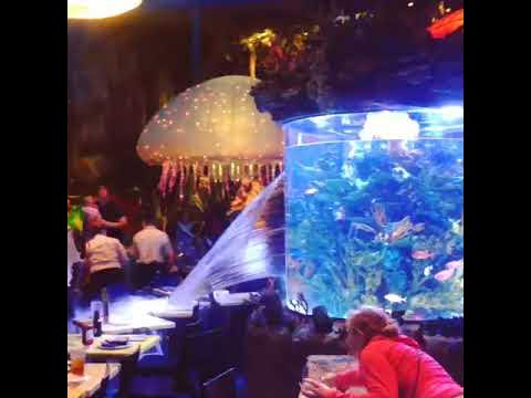 Aquarium at T-Rex Restaurant in Downtown Disney Breaks 