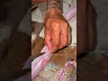 Eating Snake Bile &amp; Preparing Giant Snake Meat! 🐍🔥 #Shorts