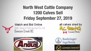 North West Cattle Company Calves 1200 calves selling Sept 27, 2019 at VJV Dawson
