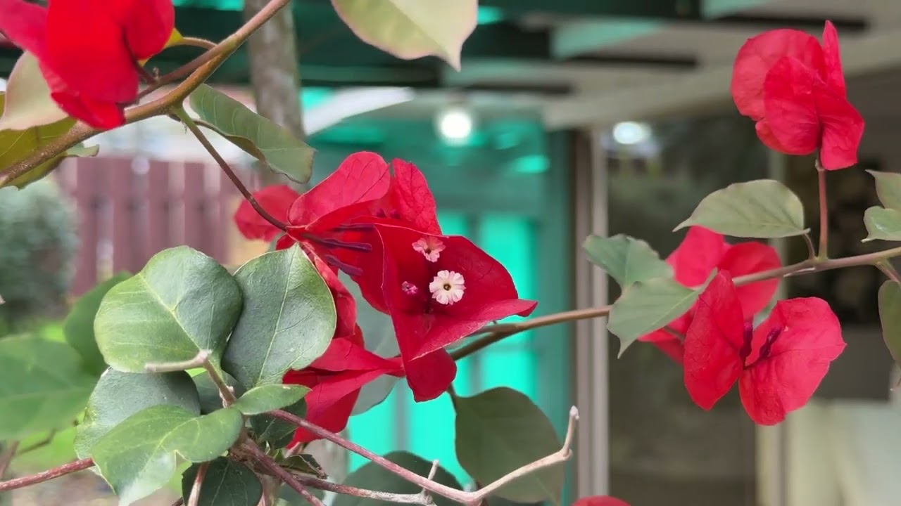 55 Walworth Ave Pakuranga Heights