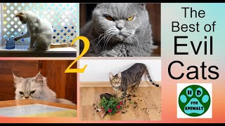 The best of badass cats (best of evil cats) - wredne koty part2