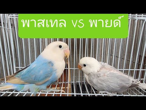 ความแตกต่างของพาสเทล กับ พายด์ฟิชเชอร์