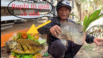 Bể chài ở ao cá rô phi và cá chép , Anh Sĩ canh me từng con vì quá khôn … cái kết ???