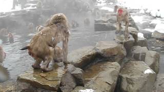 Japanese Snow Monkeys Fighting at Jigokudani