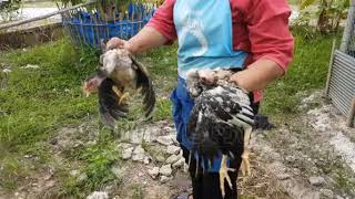 Women kill chicken in Thailand