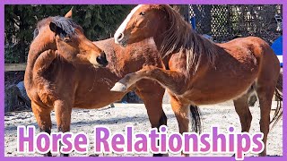 The Powerful And Funny Relationships With Horses