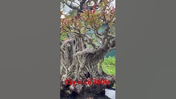 #bonsaivietnam #bonsaist cây si búp đỏ cổ giá gl 350tr
