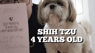 Shih tzu daily life Birthday celebration by Mikki Shih Tzu 1,200 views 2 months ago 9 minutes, 12 seconds