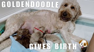 GOLDENDOODLES GIVES BIRTH TO 8 PUPPIES | LIVE DOG BIRTH *GRAPHIC*