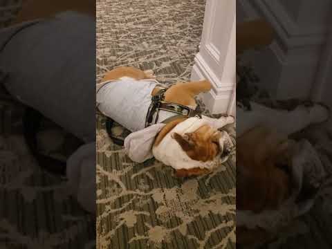 Moose the English Bulldog: Having a Fit aka Zoomies camera iphone 8 plus apk