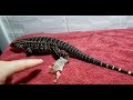 Argentine Black And White Tegu Stuck Shed HELP! | How To Treat