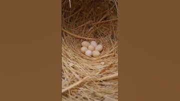 bengales finch from egg to fly #bird #cute #shots #baby #fly