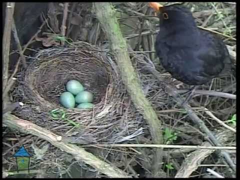 Donau droefheid Buiten Video merel: Het broeden is gestart - YouTube