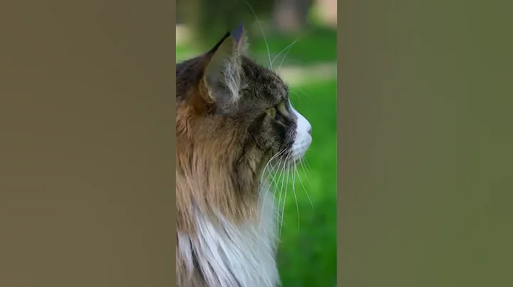 Video 1694201: maine coon cat, quality maine coon, awesome cat, breed