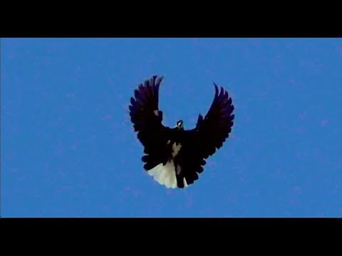 Полеты николаевских голубей