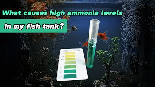 What causes high ammonia levels in my fish tank?