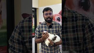 Toy Breed Dogs for Sale  #prasanth360 #dogsforsale #dogforsaleincoimbatore