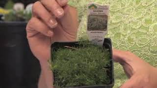 How to Grow Irish or Scotch Moss (Sagina Subulata) Resimi