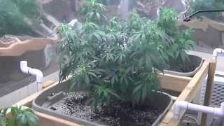 Green Ninja's Next Indoor Organic CFL Medical Marijuana Grow Part 6...Pest Control
