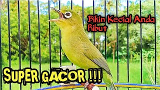 Download lagu CIAK JOSS MENINGKATKAN EMOSI KECIAL KUNING ANDA GACOR